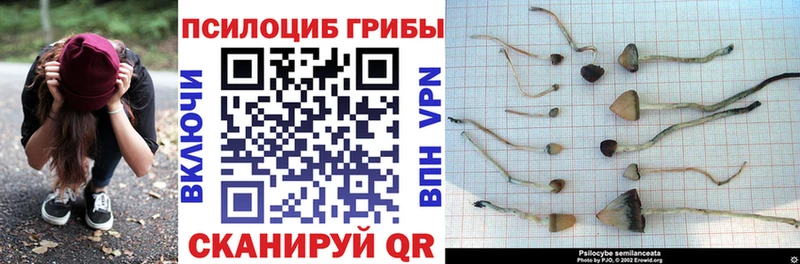 где купить наркоту  Похвистнево  MEGA сайт  Галлюциногенные грибы мицелий 